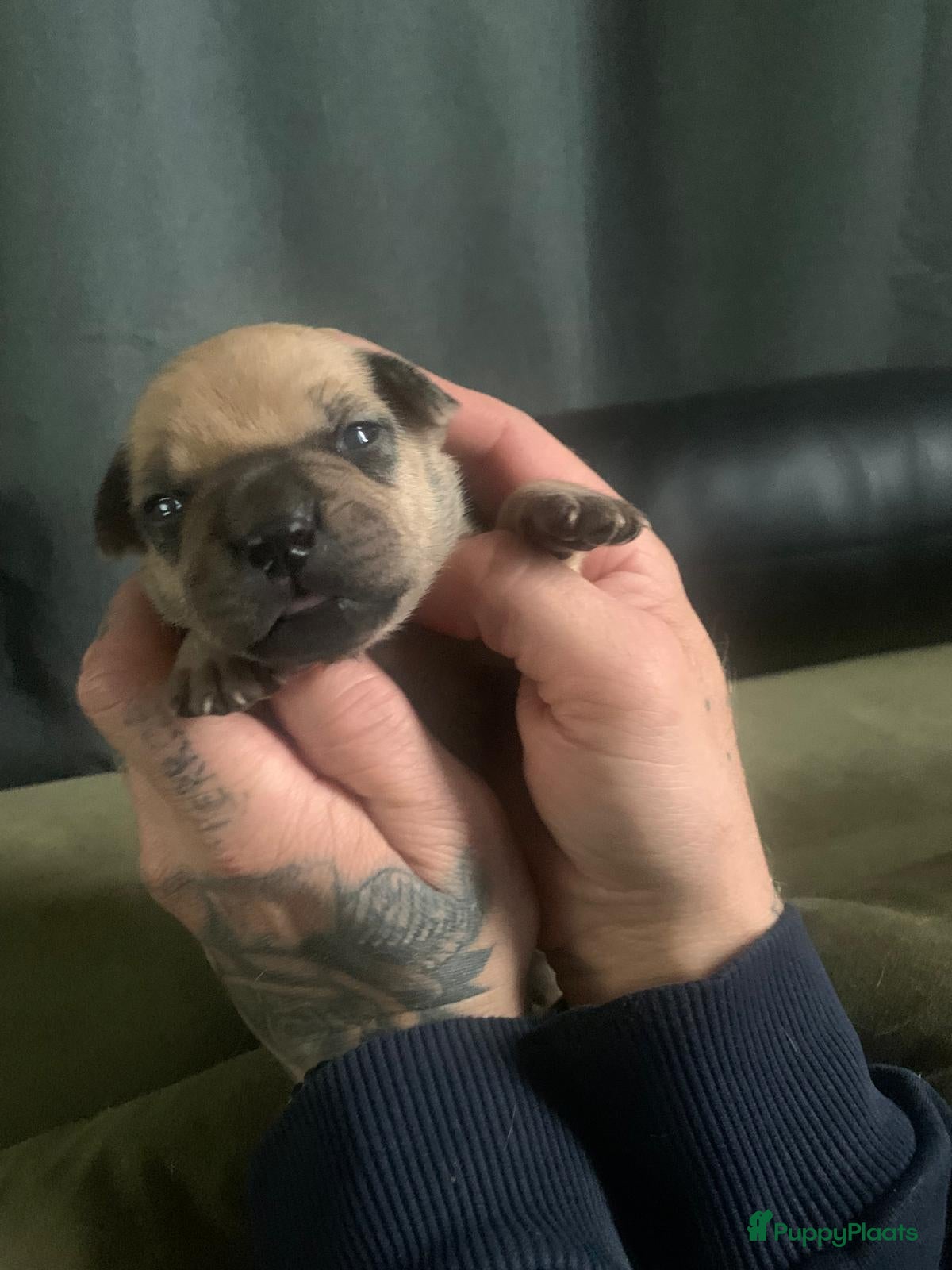Kruising honden te koop: Mooie kruising fransebull / Americanbull - Advertentie 16