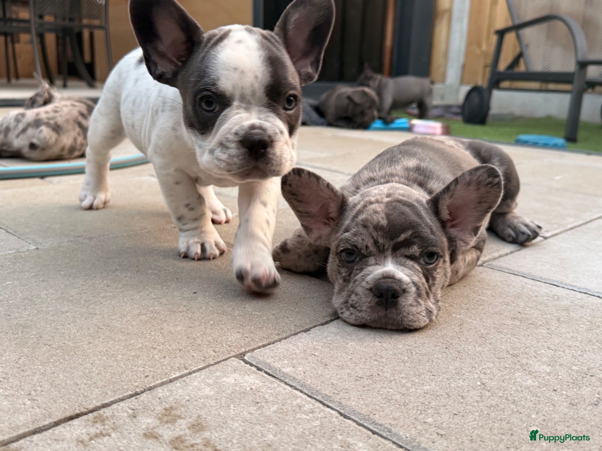 Franse Bulldog honden te koop: Franse bulldog pups - Merle- grey/blue-white/grey - Advertentie 1