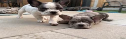 Franse Bulldog honden te koop: Franse bulldog pups - Merle- grey/blue-white/grey - Advertentie 1