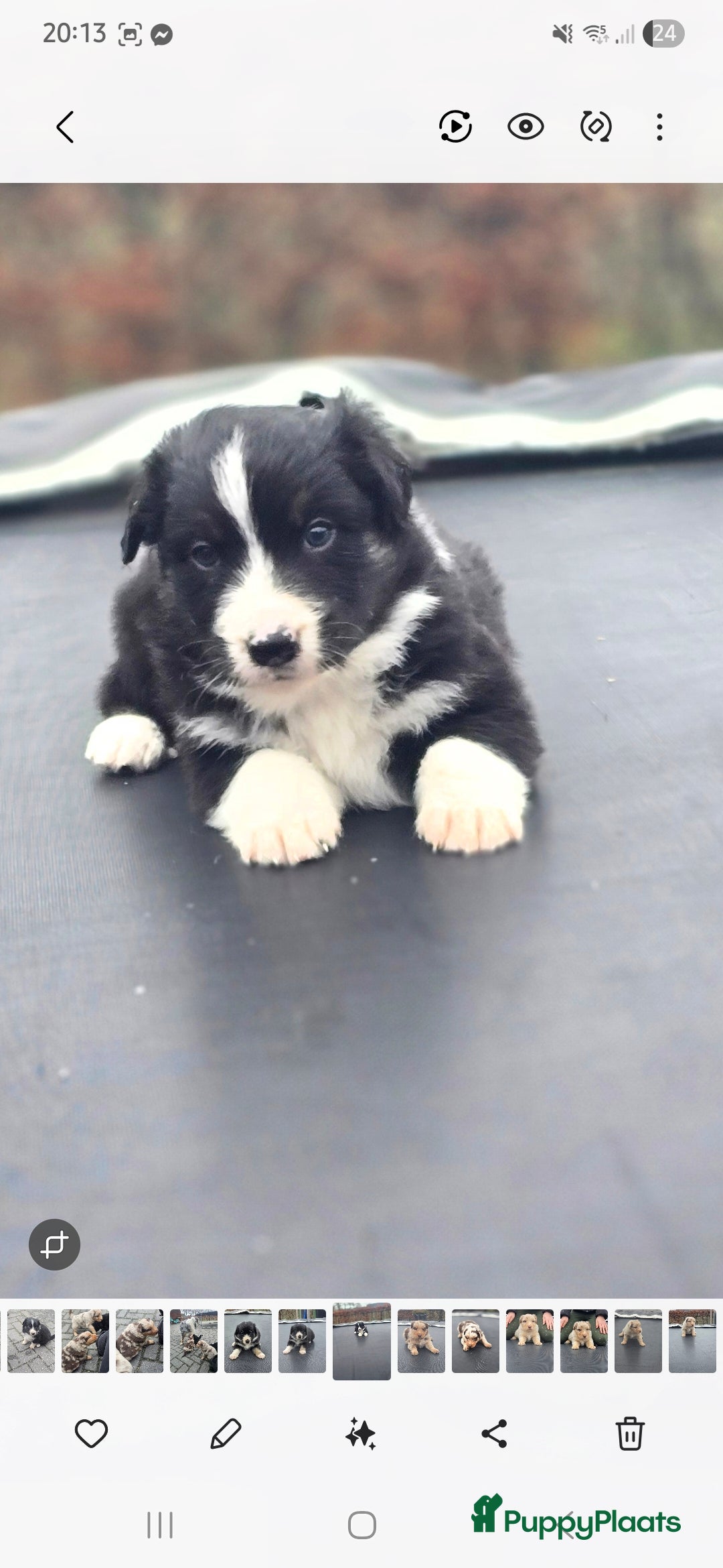 Australian Shepherd honden te koop: Mooie australian sherperd pups. - Advertentie 15