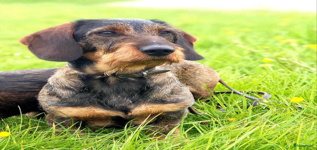 Galerij afbeelding {{count}}