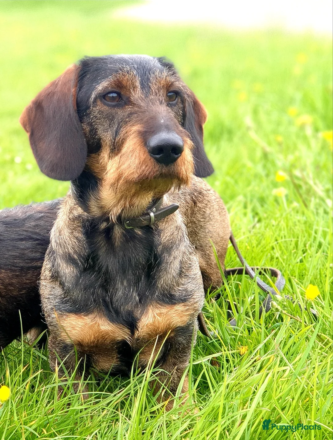 Galerij afbeelding {{count}}