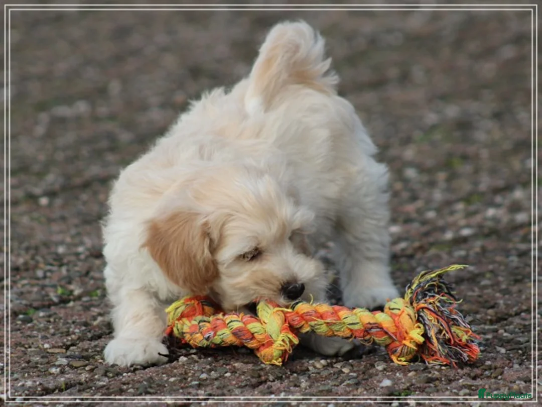 Maltipoo honden te koop: Leuke Maltipoo pups. - Advertentie 13