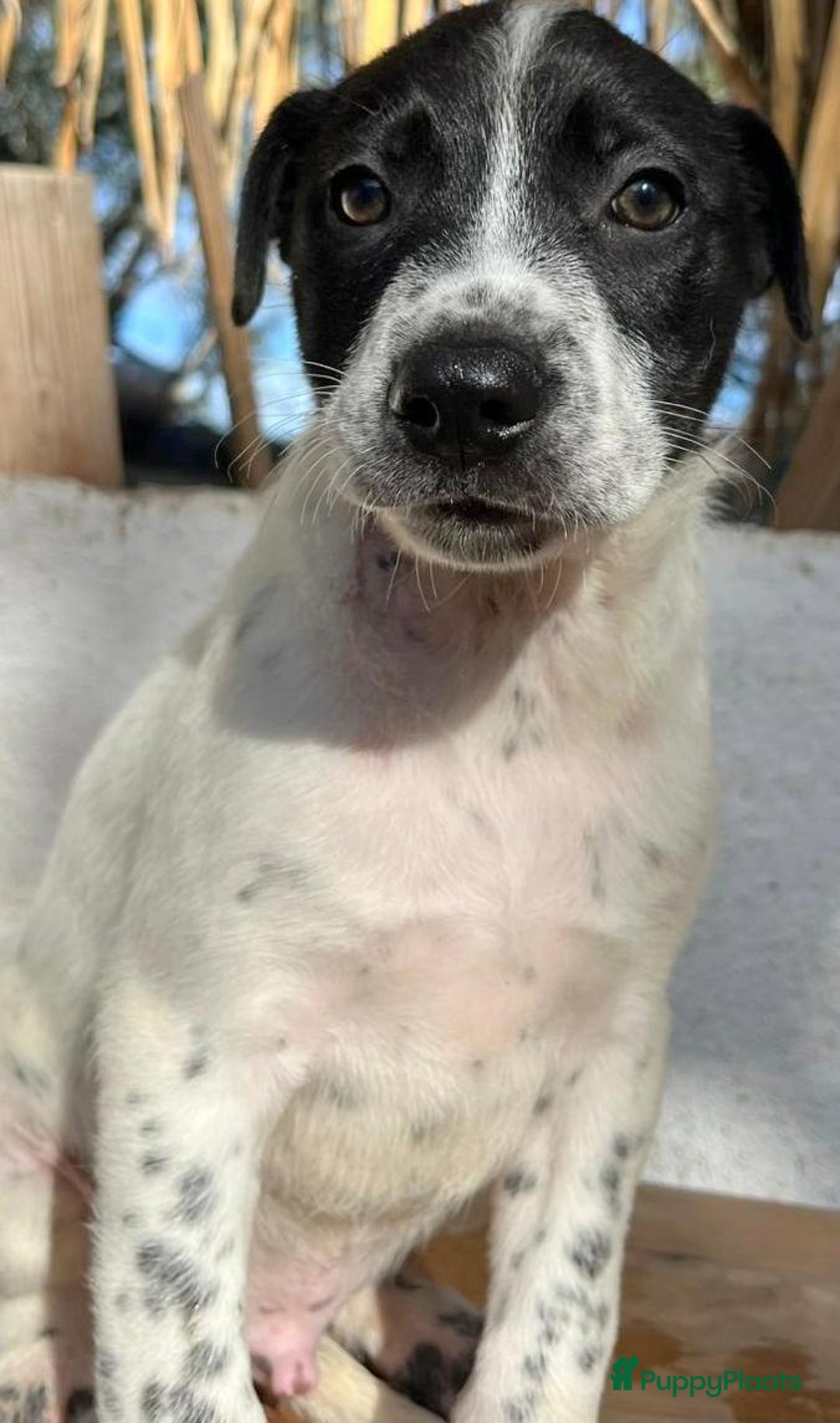 Kruising honden ter adoptie: gerit wil heel graag een warme mand!  - Advertentie 6