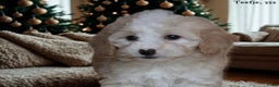 Maltipoo honden te koop: Knappe Maltipoo pups. - Advertentie 2