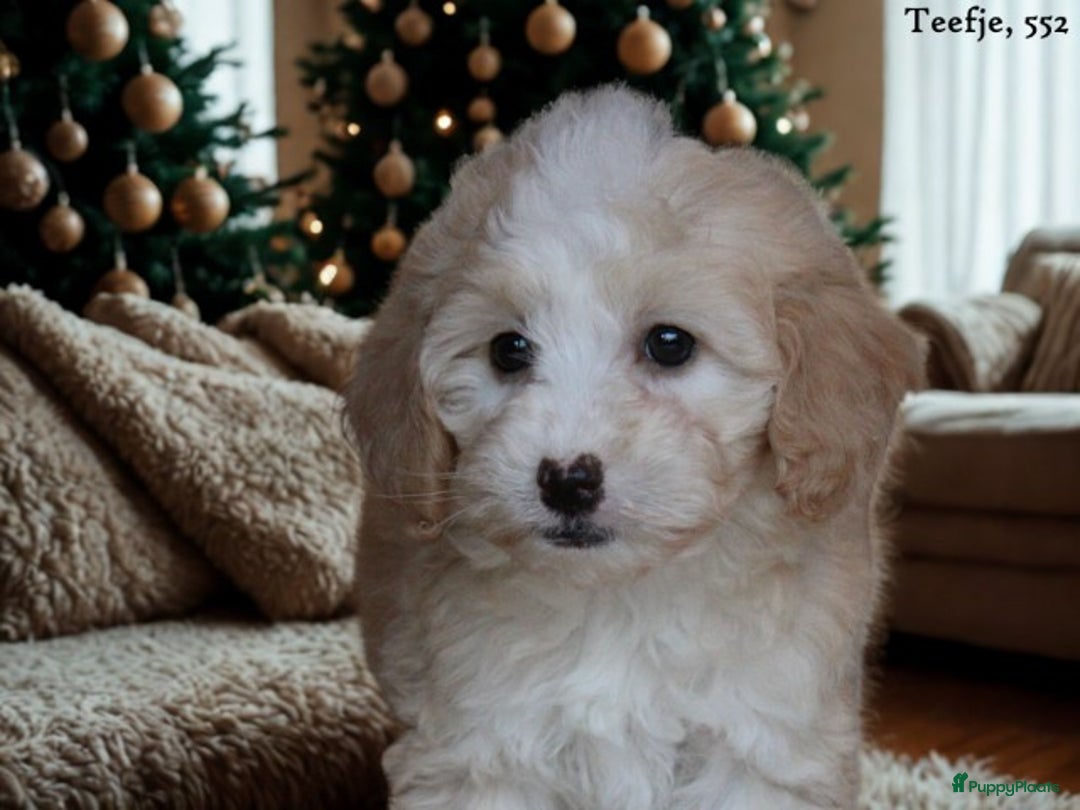 Maltipoo honden te koop: Knappe Maltipoo pups. - Advertentie 2