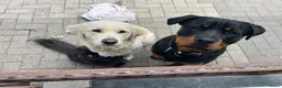Kruising honden te koop: Golden retriever x rottweiler  - Advertentie 9