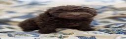 Labradoodle honden te koop: Labradoodle pups - Advertentie 18