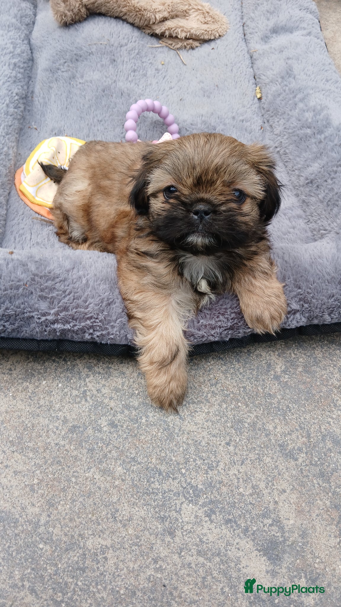 Shih Tzu honden Prachtige Shih Tzu pups - Advertentie 1