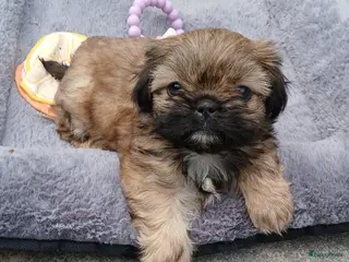 Shih Tzu honden Prachtige Shih Tzu pups - Advertentie 2