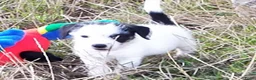 Jack Russel Terriër honden te koop: Jack russell pups met Stamboom!! - Advertentie 11