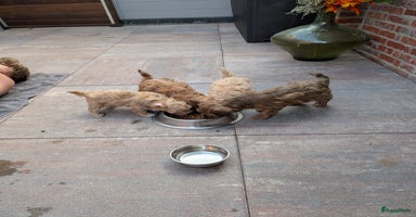 Maltipoo honden - Advertentie 5