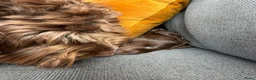 Australian Labradoodle honden te koop: Prachtige donkerbruine Australian Labradoodle reu in Halsteren - Advertentie 10