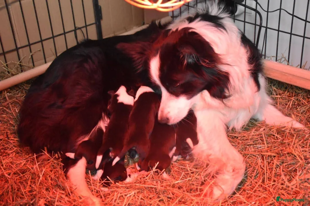 Border Collie honden te koop: border collie reutje  - Advertentie 4