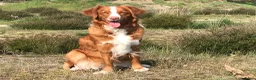 Nova Scotia Duck Tolling Retriever honden te koop: Prachtige Nova scotia duck tolling retriever pups  - Advertentie 5