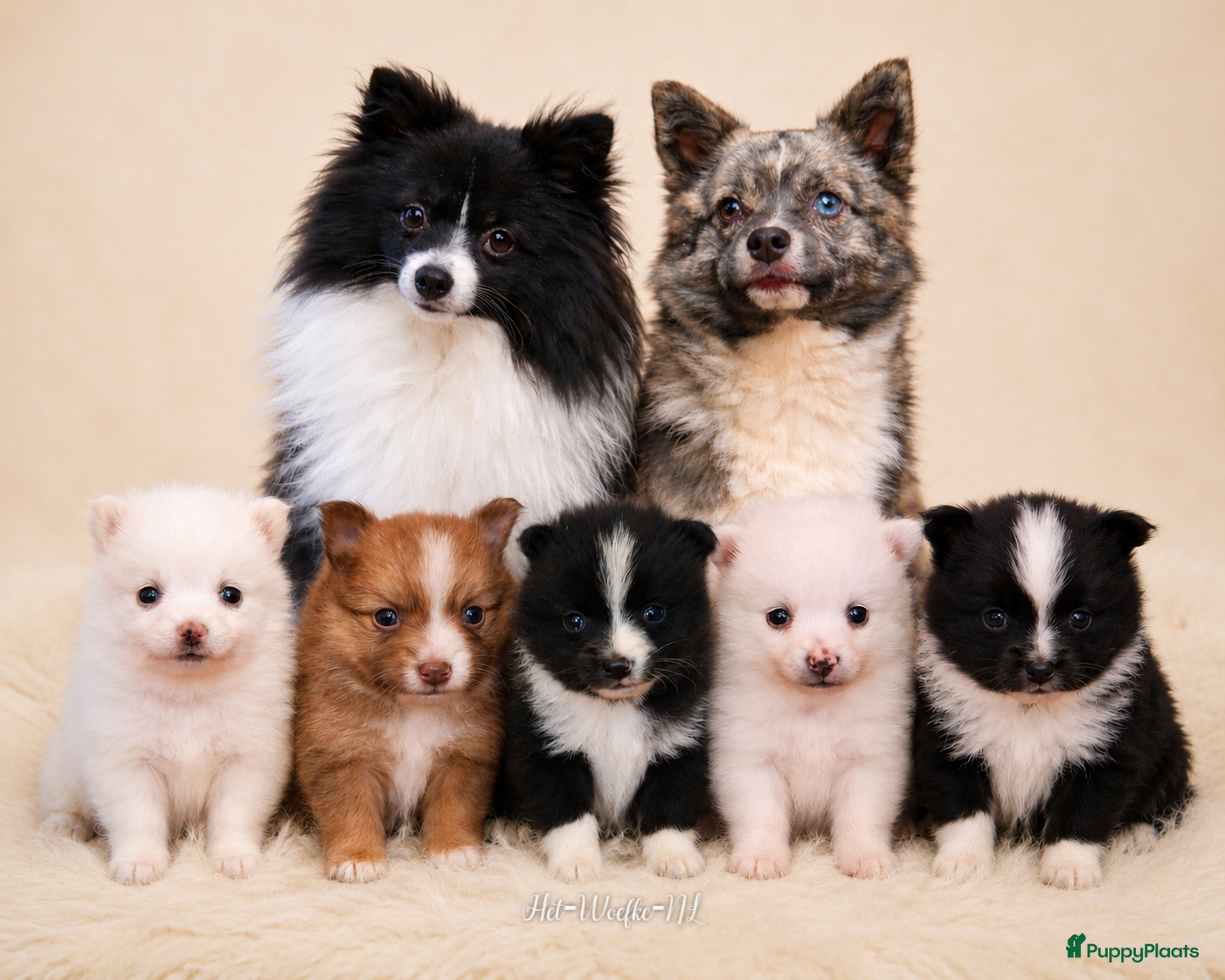 Pomsky honden te koop: Simba 💙 F3b pomsky puppy - Advertentie 6