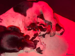 Teckel (korthaar) honden Piebald dwergteckel pups - Advertentie 2