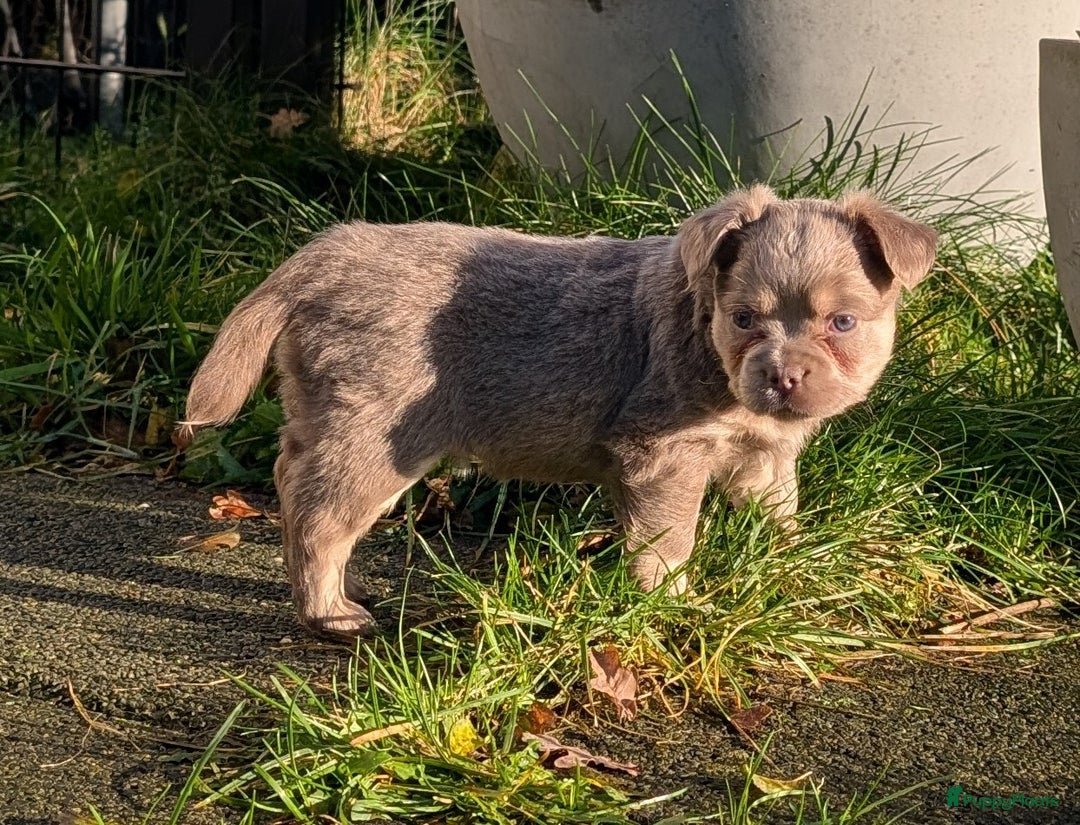 Franse Bulldog honden te koop: nieuwe Nederlandse Franse bulldog  - Advertentie 7