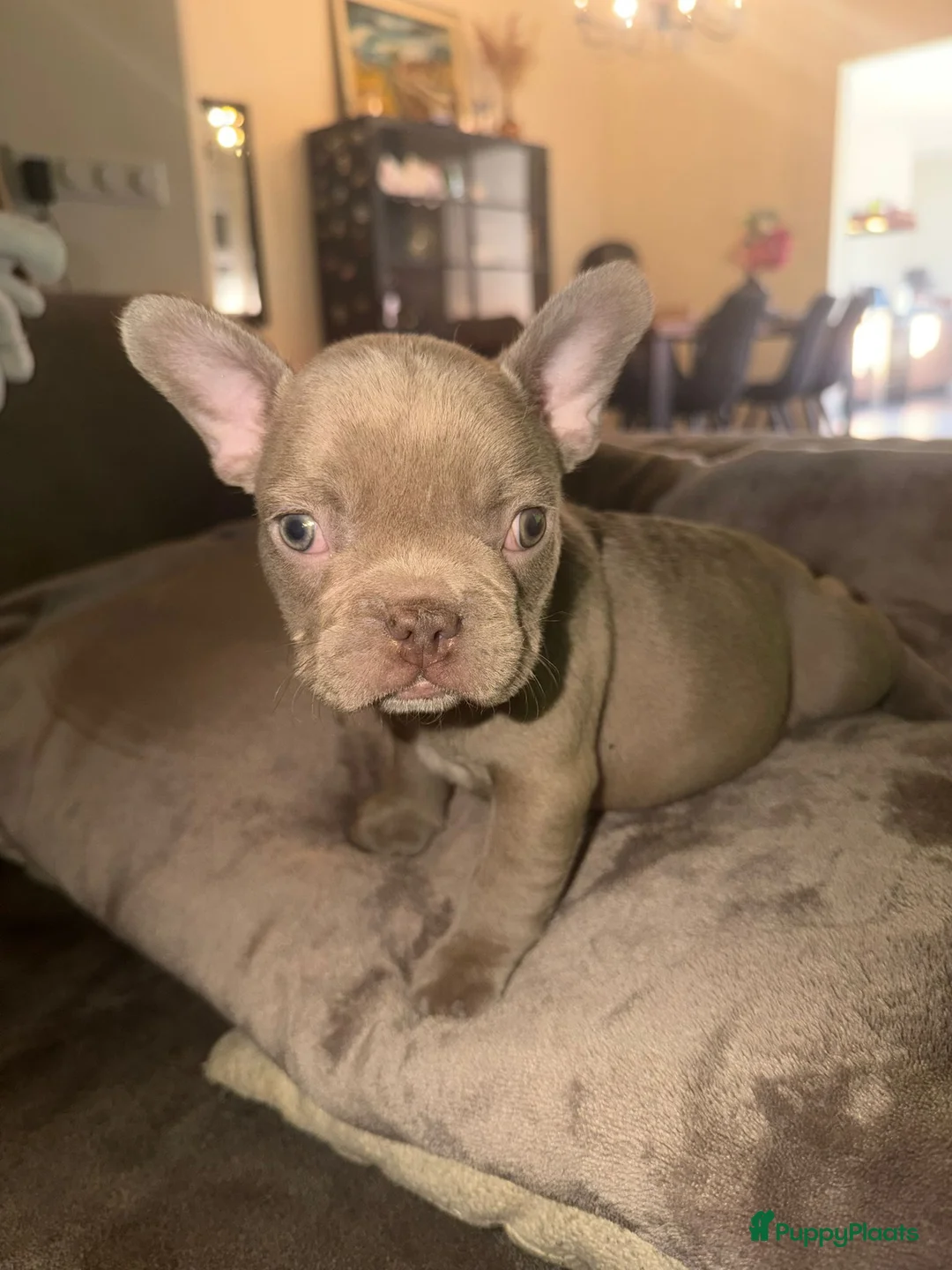 Franse Bulldog honden te koop: Mooie Franse bulldog pups lilac & blauw - Advertentie 7