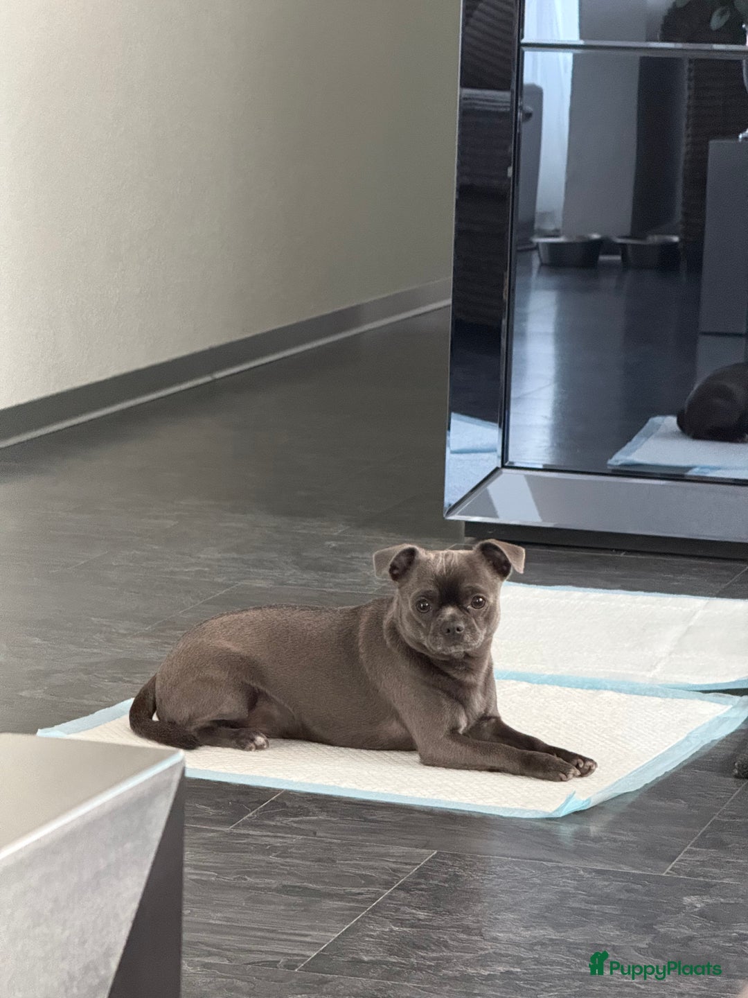 Chihuahua honden te koop: Te koop chihuahua pups - Advertentie 13