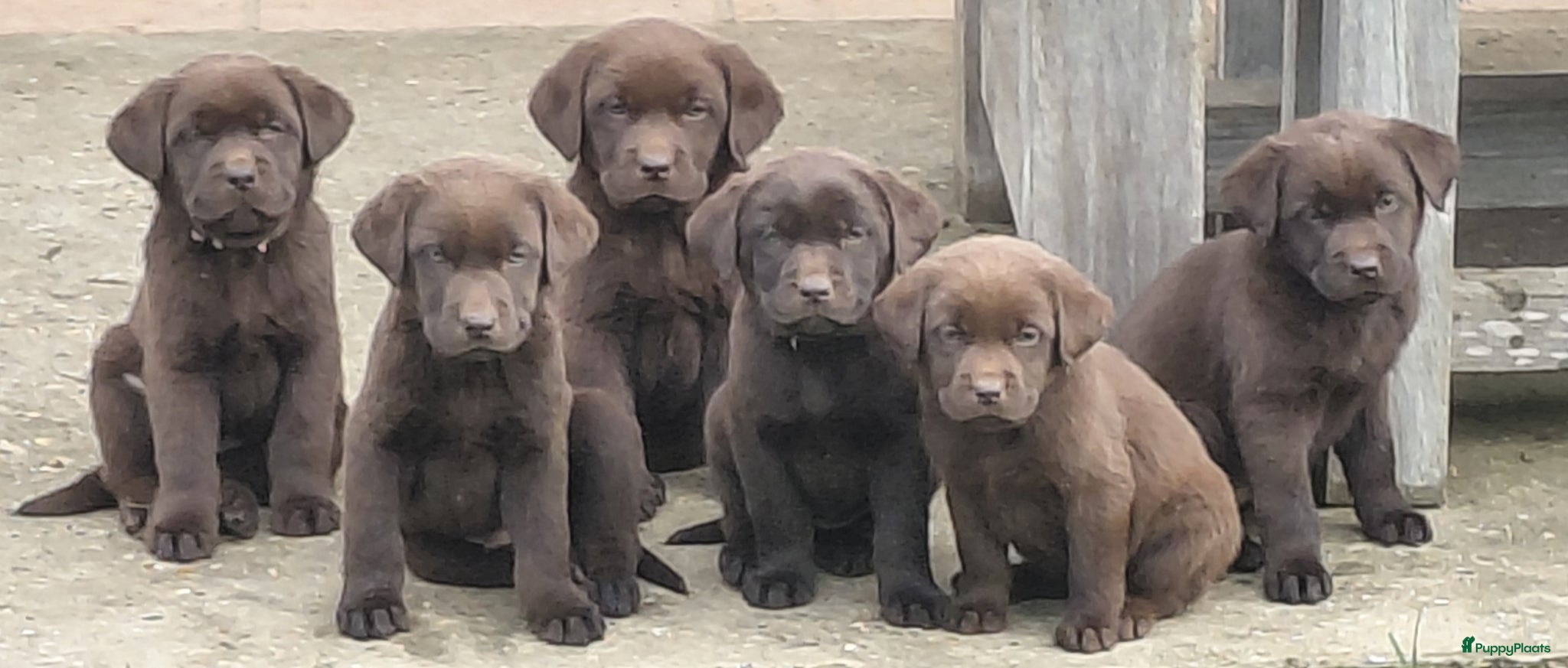 Labrador Retriever honden Raszuivere chocolade labrador pups. - Advertentie 1