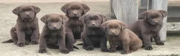 Labrador Retriever honden te koop: Raszuivere chocolade labrador pups. - Advertentie 1