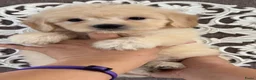 Goldendoodle honden te koop: Prachtige Goldendoodle pups - Advertentie 4