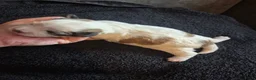 Boomer honden te koop: 5 gezonde puppy's geboren - Advertentie 9
