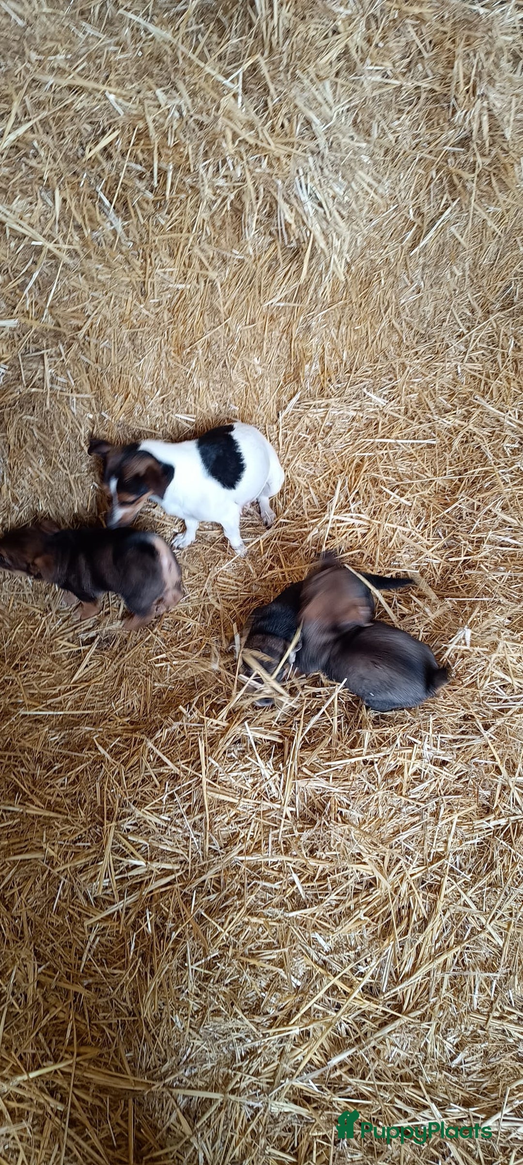 Jack Russel Terriër honden te koop: Pups: Jack Russel X Keeshond - Afbeelding 17