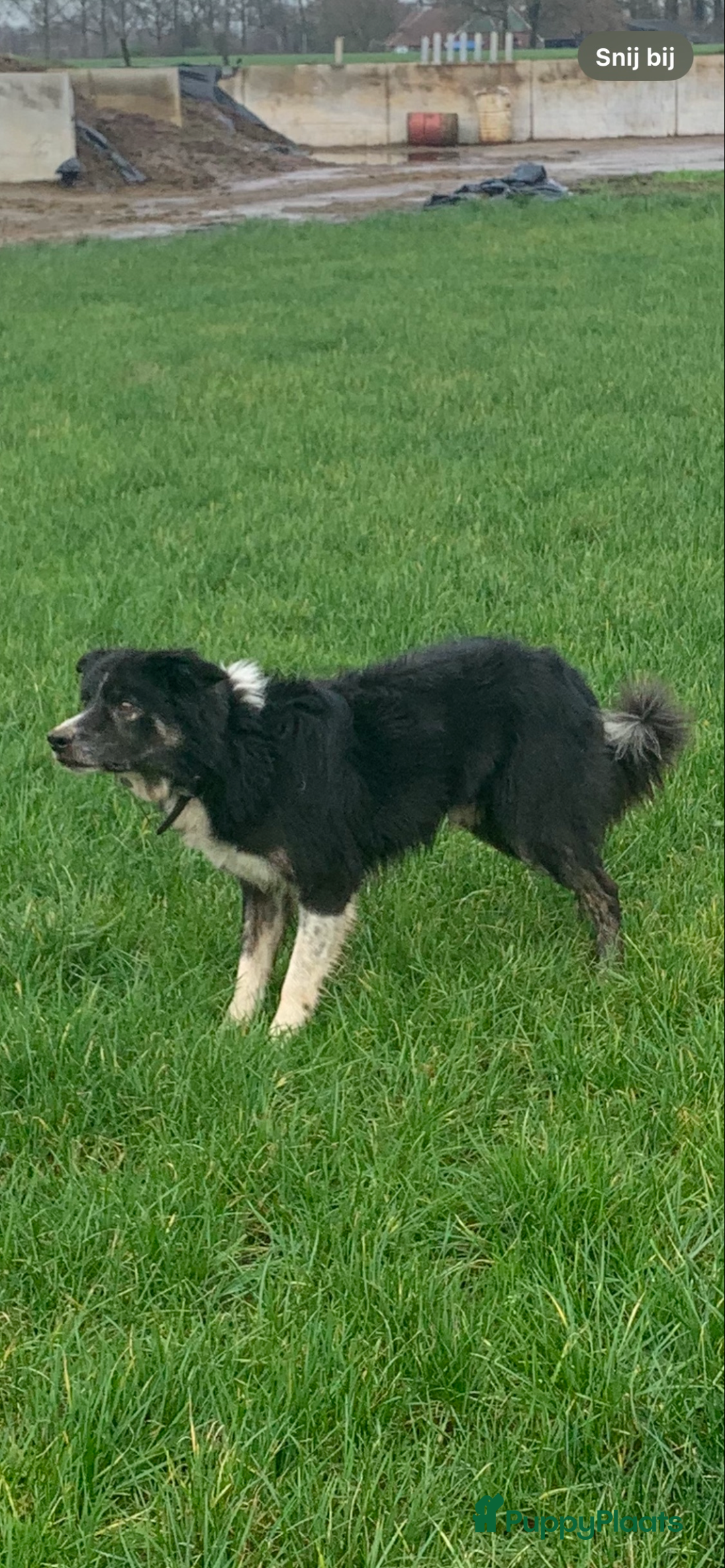 Border Collie honden te koop: Twee mooie bordercollie pups te koop - Advertentie 8