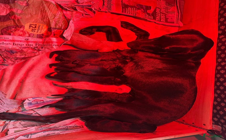 Labrador Retriever honden - Advertentie 1