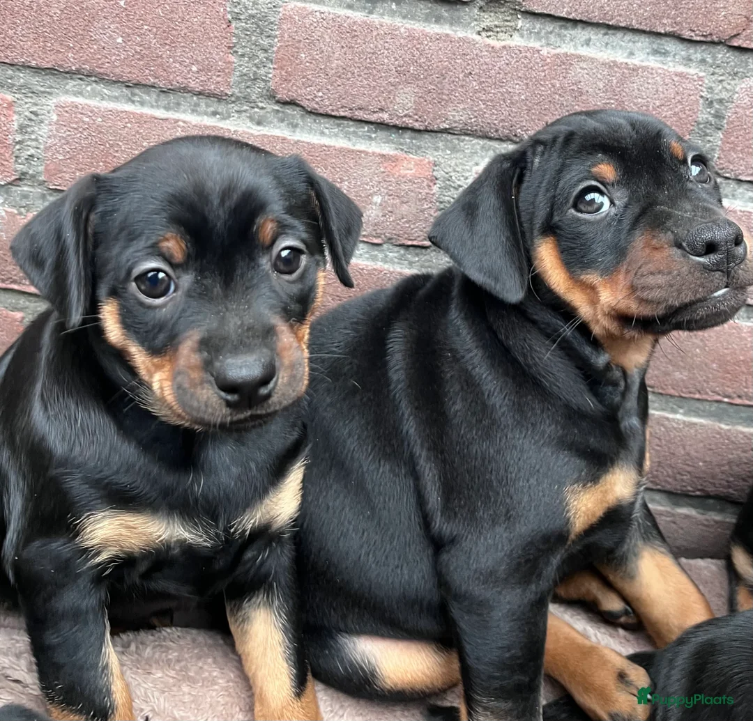 Kruising honden te koop: Carlin Pinscher Pups - Advertentie 17