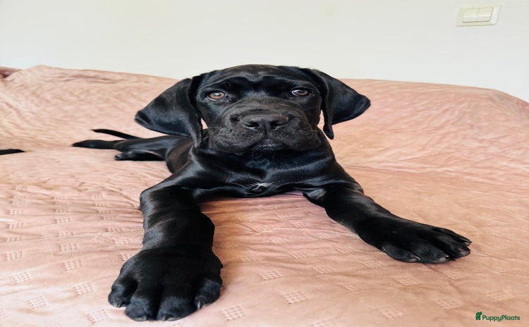 Cane Corso honden - Advertentie 4