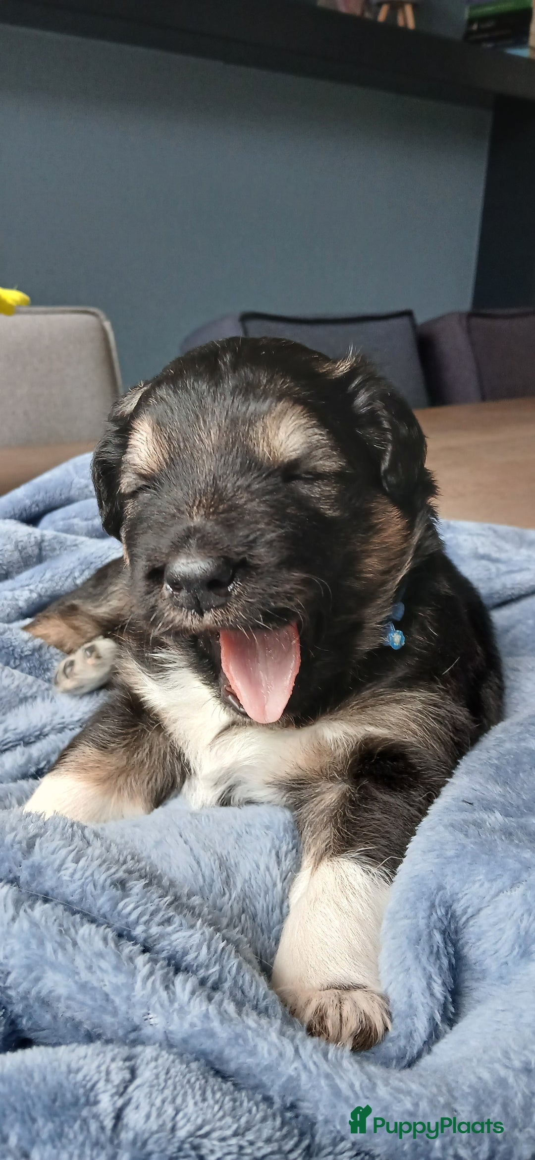 Kruising honden te koop: Prachtige pups husky/golden retriever/collie  - Advertentie 4