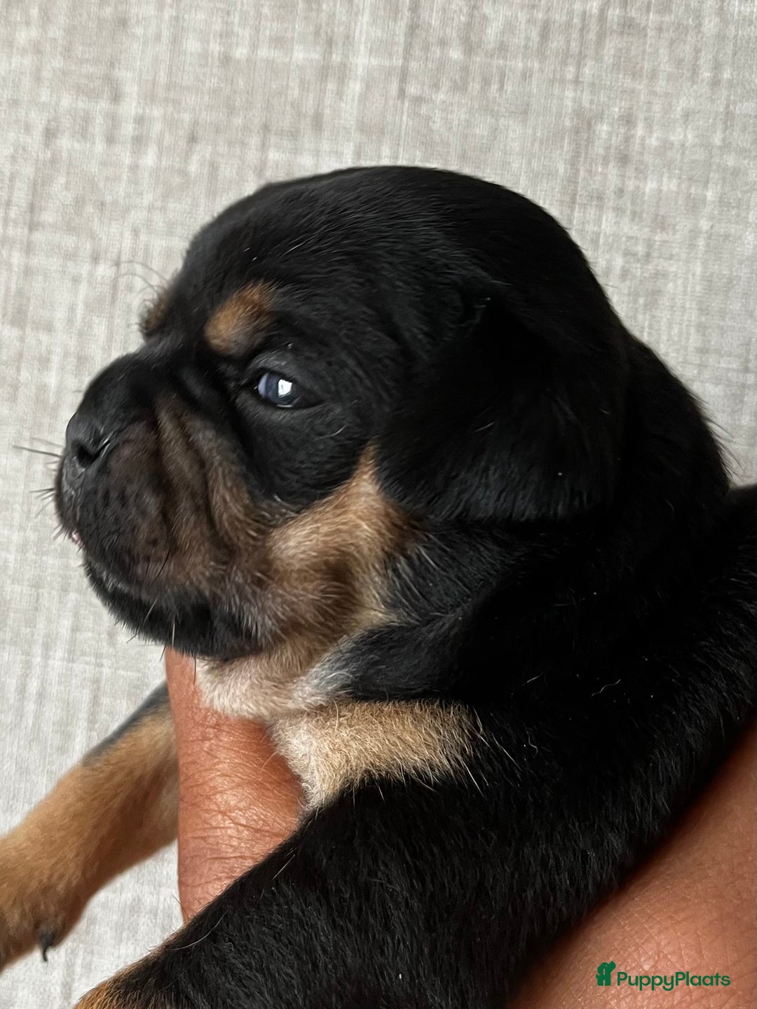 Dwergpinscher honden te koop: Carlin Pinscher Puppy’s te koop - Afbeelding 9