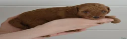 Poedel Toy honden te koop: Te koop Toy poedel pups met FCI stamboom in Alblasserdam - Advertentie 13