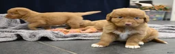 Nova Scotia Duck Tolling Retriever honden te koop: Speelse Nova Scotia Duck Tolling Retriever pups  - Advertentie 27