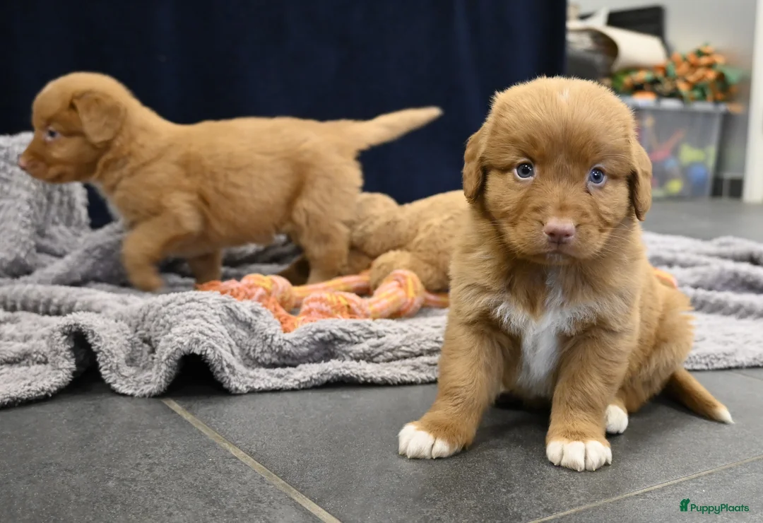 Nova Scotia Duck Tolling Retriever honden te koop: Speelse Nova Scotia Duck Tolling Retriever pups  - Advertentie 27