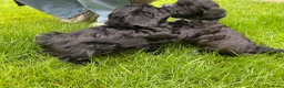 Shihpoo honden te koop: Prachtige shihpoo pups 1 reutje en 4 teefjes - Advertentie 19