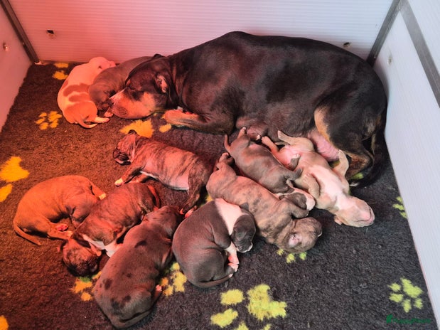 Kruising honden Mooie stoere pups - Advertentie 4