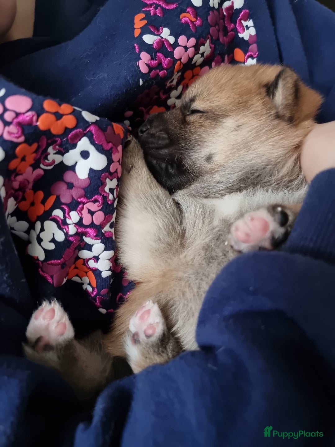 Shiba honden te koop: Shiba inu pups met f.c.i stamboom  - Advertentie 13