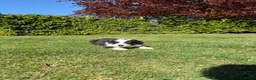 Kruising honden te koop: Australian Shepherd x Border Collie pups - Advertentie 22