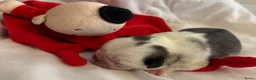 Mopshond honden te koop:  Onze prachtige Mopspuppy’s zijn geboren! 🐾 - Advertentie 6