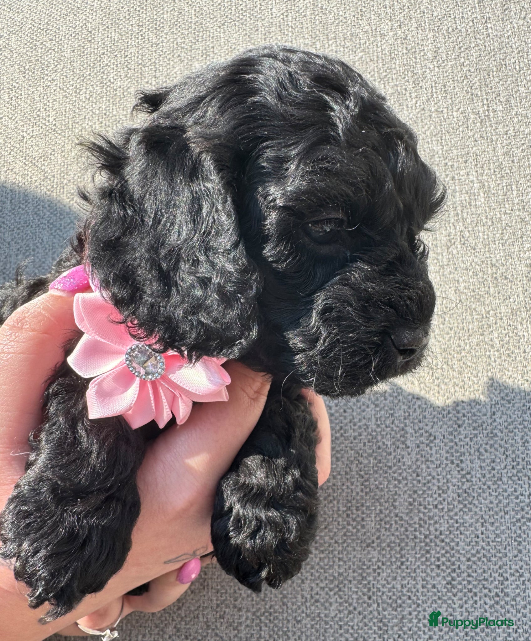 Maltipoo honden Geweldige MaltiPoo’s 🥰 Choco/Zwart - Advertentie 2