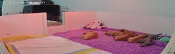 Teckel (korthaar)  honden te koop: Dwergteckel pup kortharig cream blond!!! - Advertentie 6