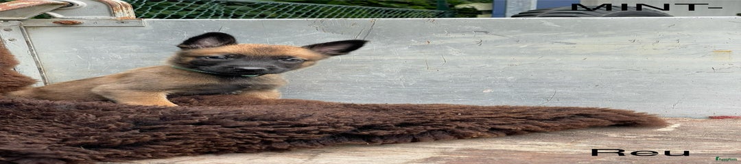 Mechelse Herder Puppy 5