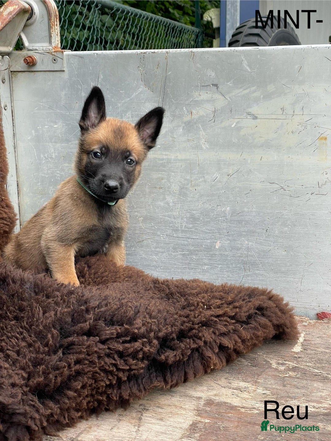 Mechelse Herder honden te koop: Mechelse herder puppy's  - Afbeelding 12