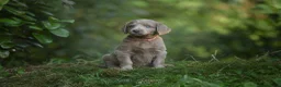 Weimarse Staande Hond langhaar honden te koop: Weimaraner Langhaar Pups met Stamboom - Advertentie 3