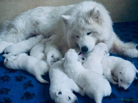 Samojeed honden Samojeed pups - Advertentie 1