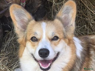 Welsh Corgi Pembroke honden te koop: Welsh Corgi Pembroke pups uit geteste ouders. - Advertentie 2